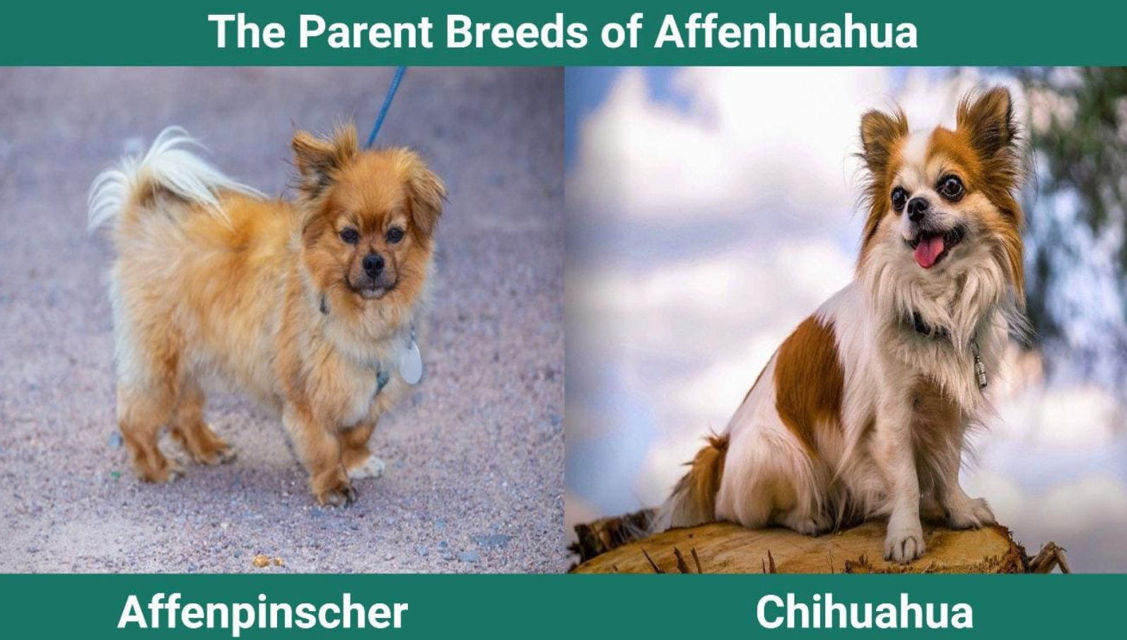 Parent Breeds of Affenhuahua